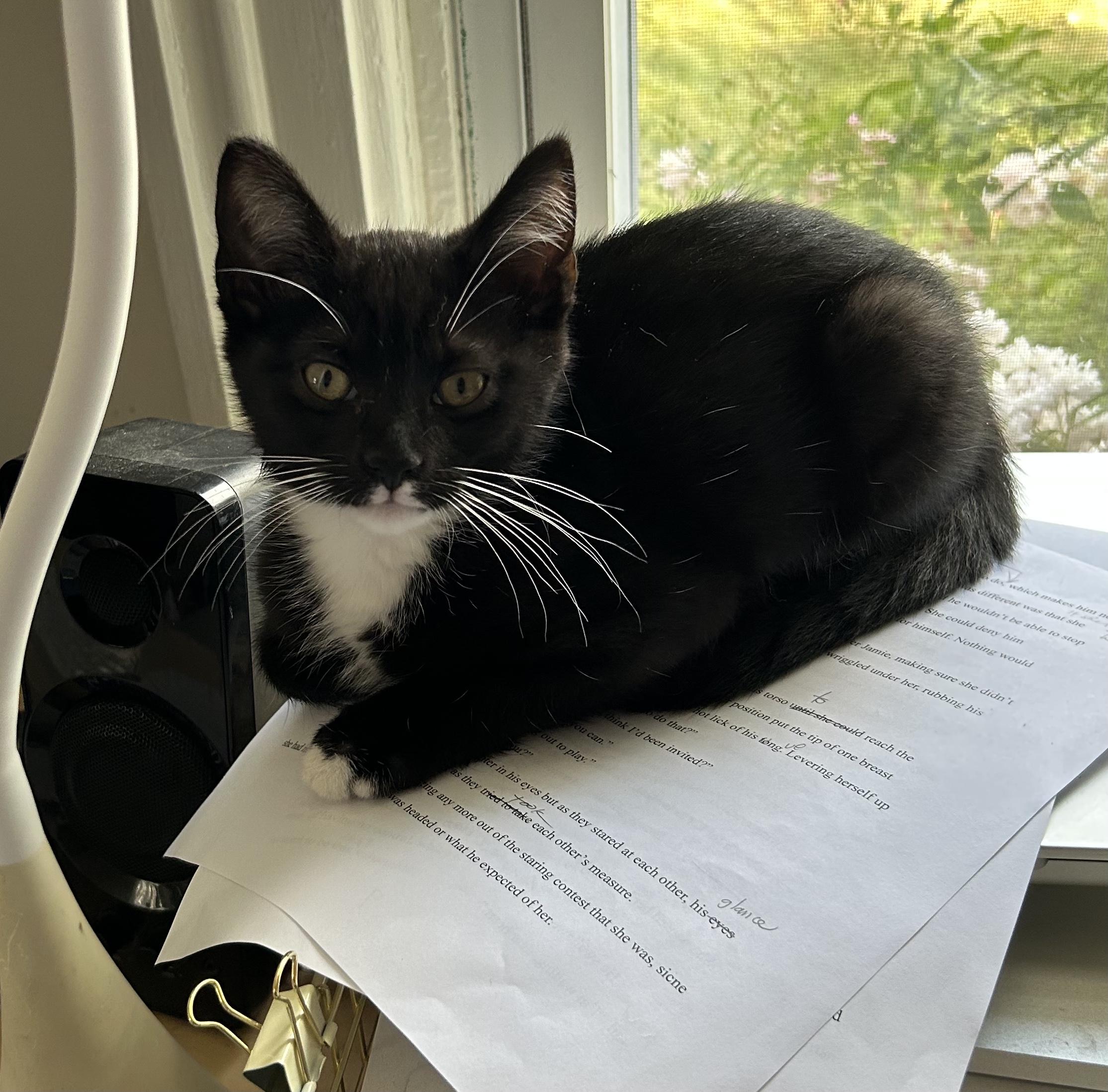 Ziggy, Adoptable, Kitten Male American Shorthair.