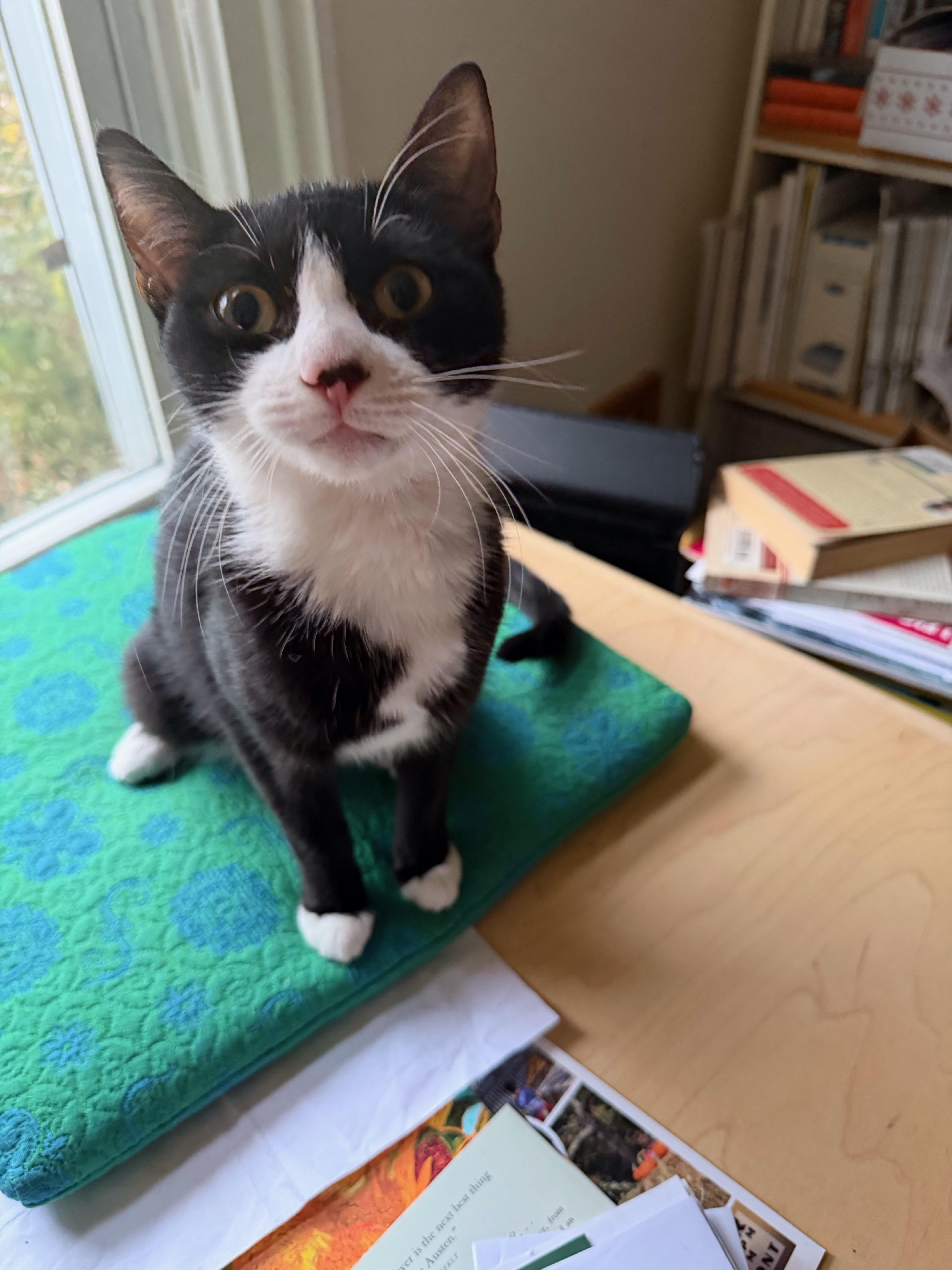 Ziggy And Stella thumbnail 5