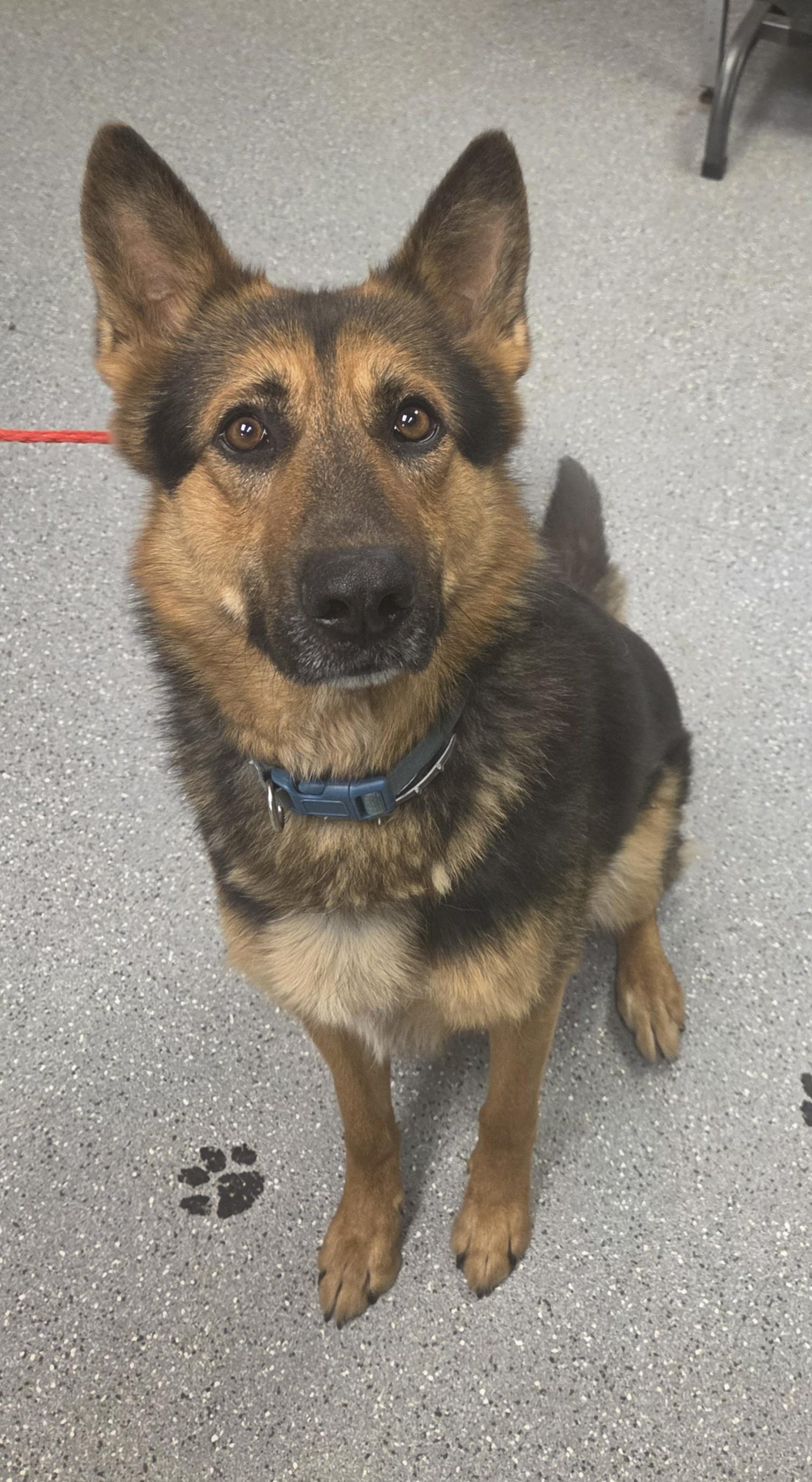 Enlarge Jaeger, an adopted German Shepherd Dog in Watertown, NY image 1/1