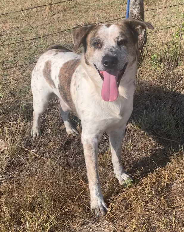 Atticus, a Adoptable mixed breed in Comanche, TX image 1/2