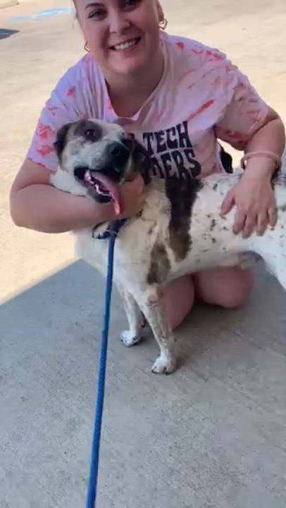 Enlarge Atticus, a Adoptable mixed breed in Comanche, TX video 2/2