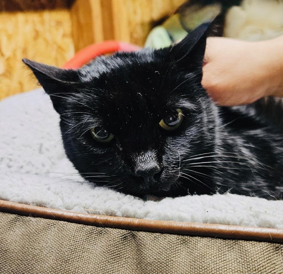 Salina, a ADOPTABLE Domestic Short Hair in Hillsboro, OR image 2/2