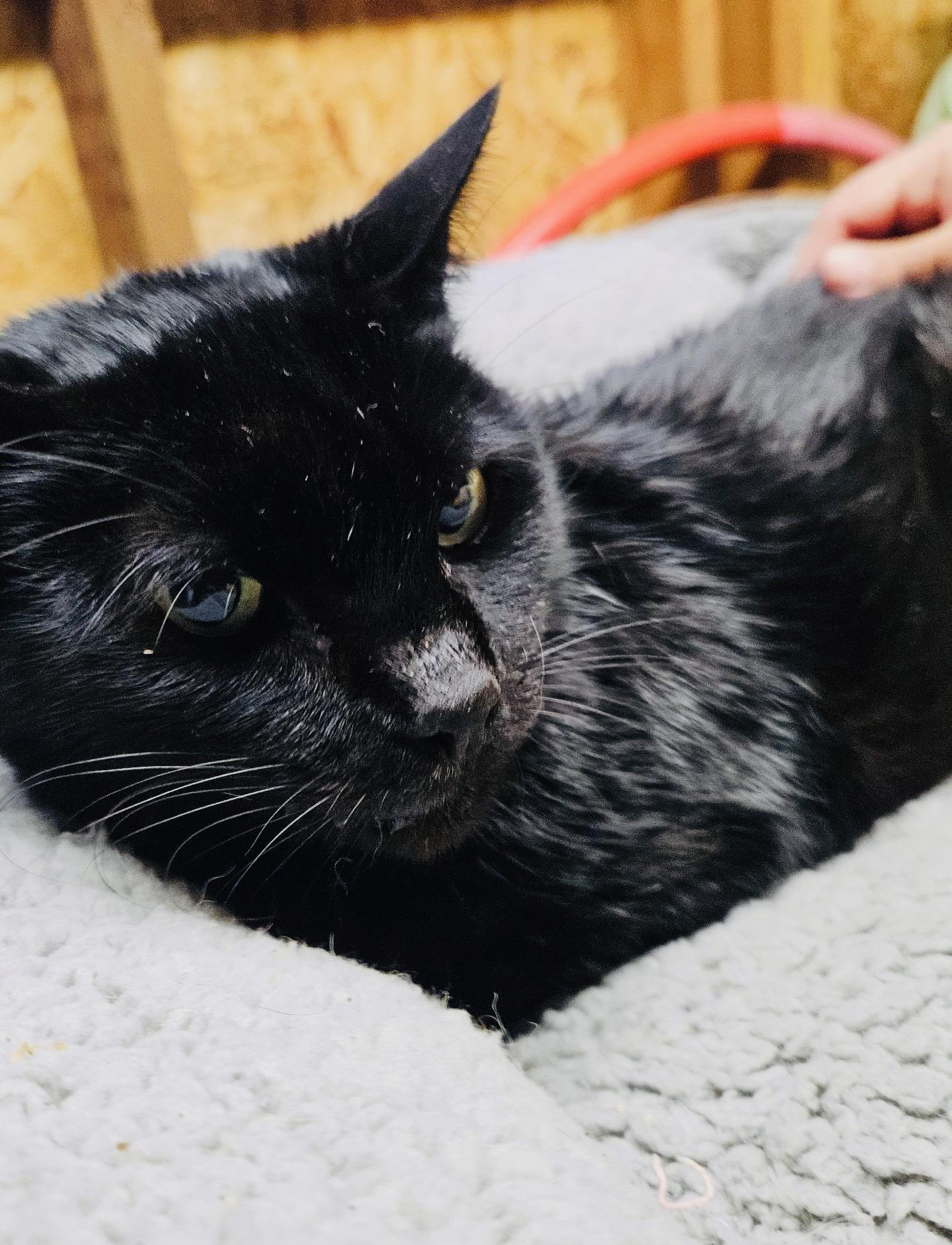 Salina, ADOPTABLE, Adult Female Domestic Short Hair.