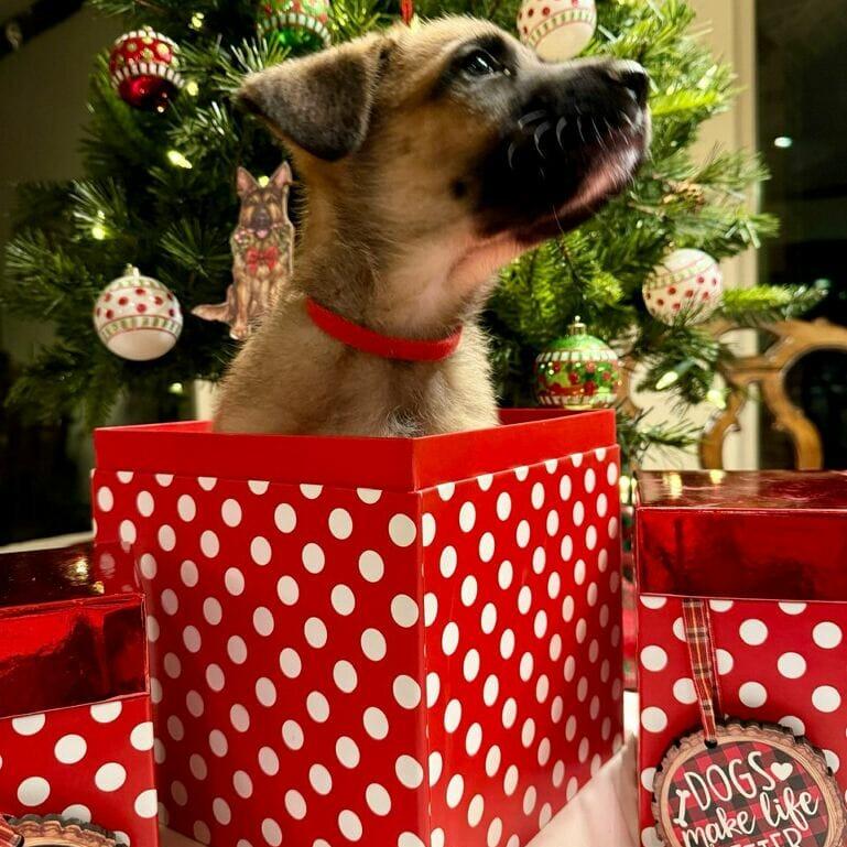 Charlie 5, Adoptable, Puppy Male Belgian Shepherd / Malinois.