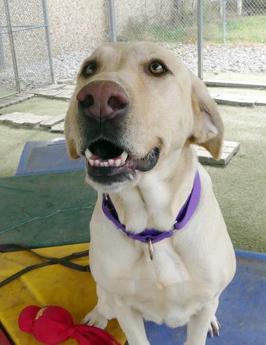 Enlarge Maybelle, a Adopted Labrador Retriever in Yorktown, VA image 1/5