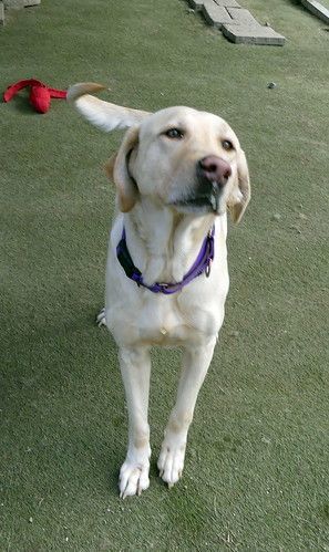 Enlarge Maybelle, a Adopted Labrador Retriever in Yorktown, VA image 2/5