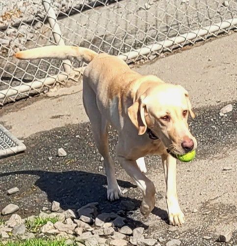 Enlarge Maybelle, a Adopted Labrador Retriever in Yorktown, VA image 3/5