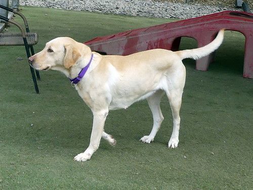 Enlarge Maybelle, a Adopted Labrador Retriever in Yorktown, VA image 4/5