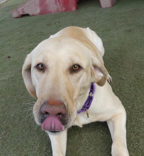 Enlarge Maybelle, a Adopted Labrador Retriever in Yorktown, VA image 5/5