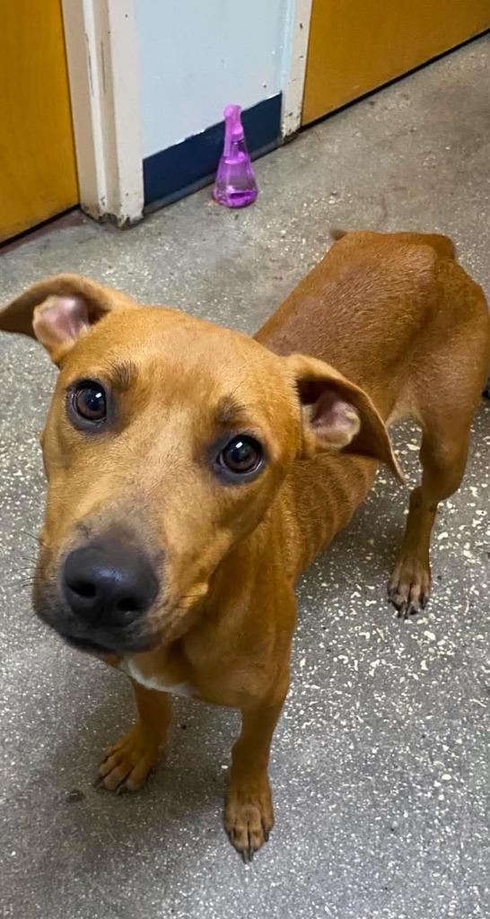 Piper, Adoptable, Adult Female Mixed Breed.