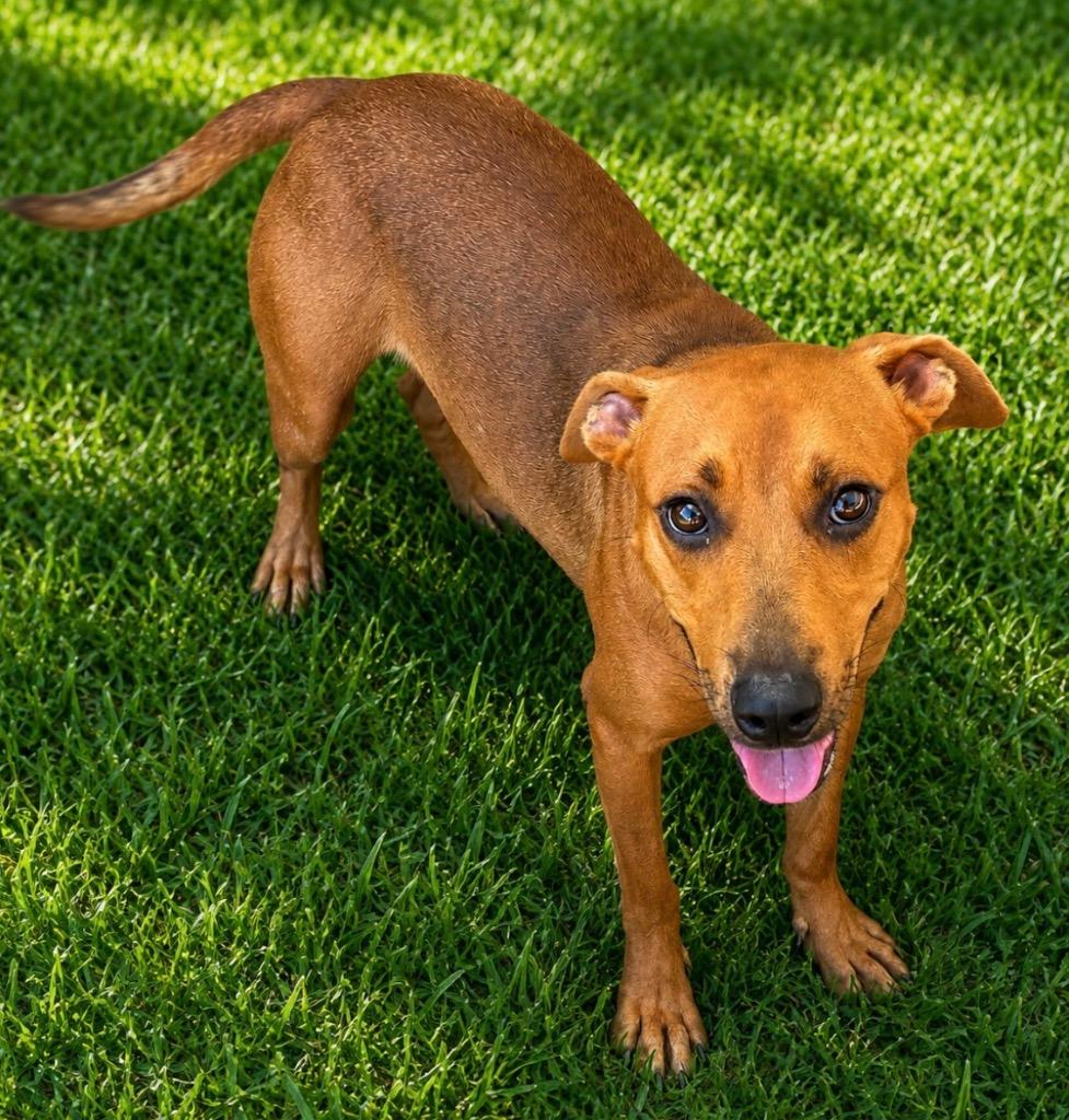 Enlarge Piper, a Adoptable Mixed Breed in Ocala, FL image 2/2