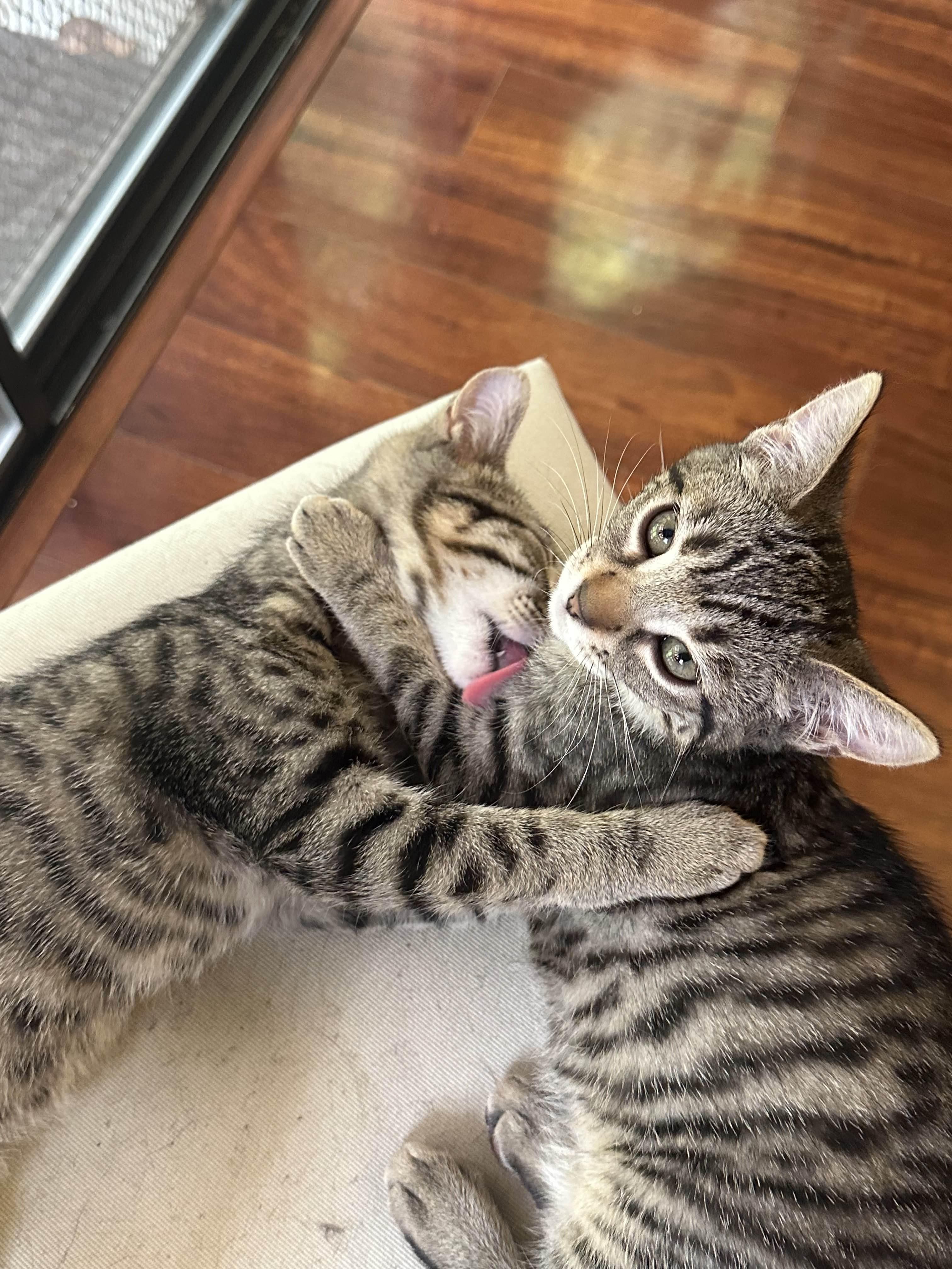 Enlarge Cypress, a Adoptable Domestic Short Hair in Davis, CA image 6/6