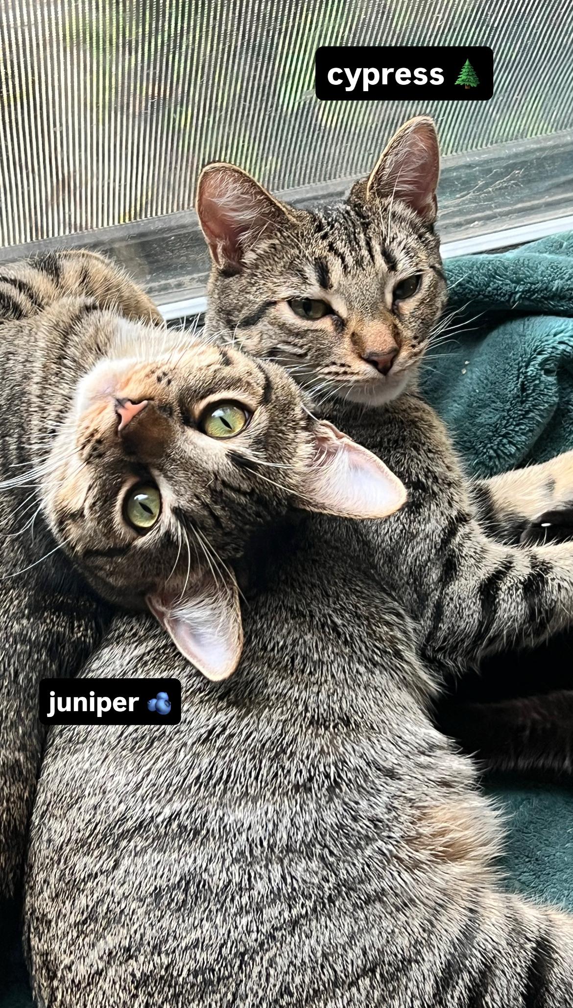 Enlarge Cypress, a Adoptable Domestic Short Hair in Davis, CA image 4/6