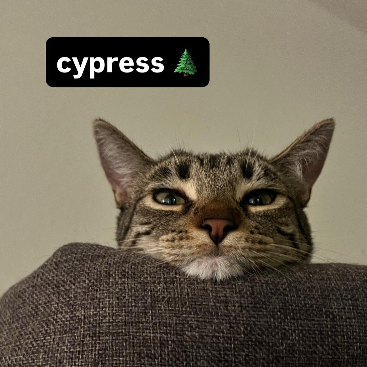 Cypress, Adoptable, Young Female Domestic Short Hair.