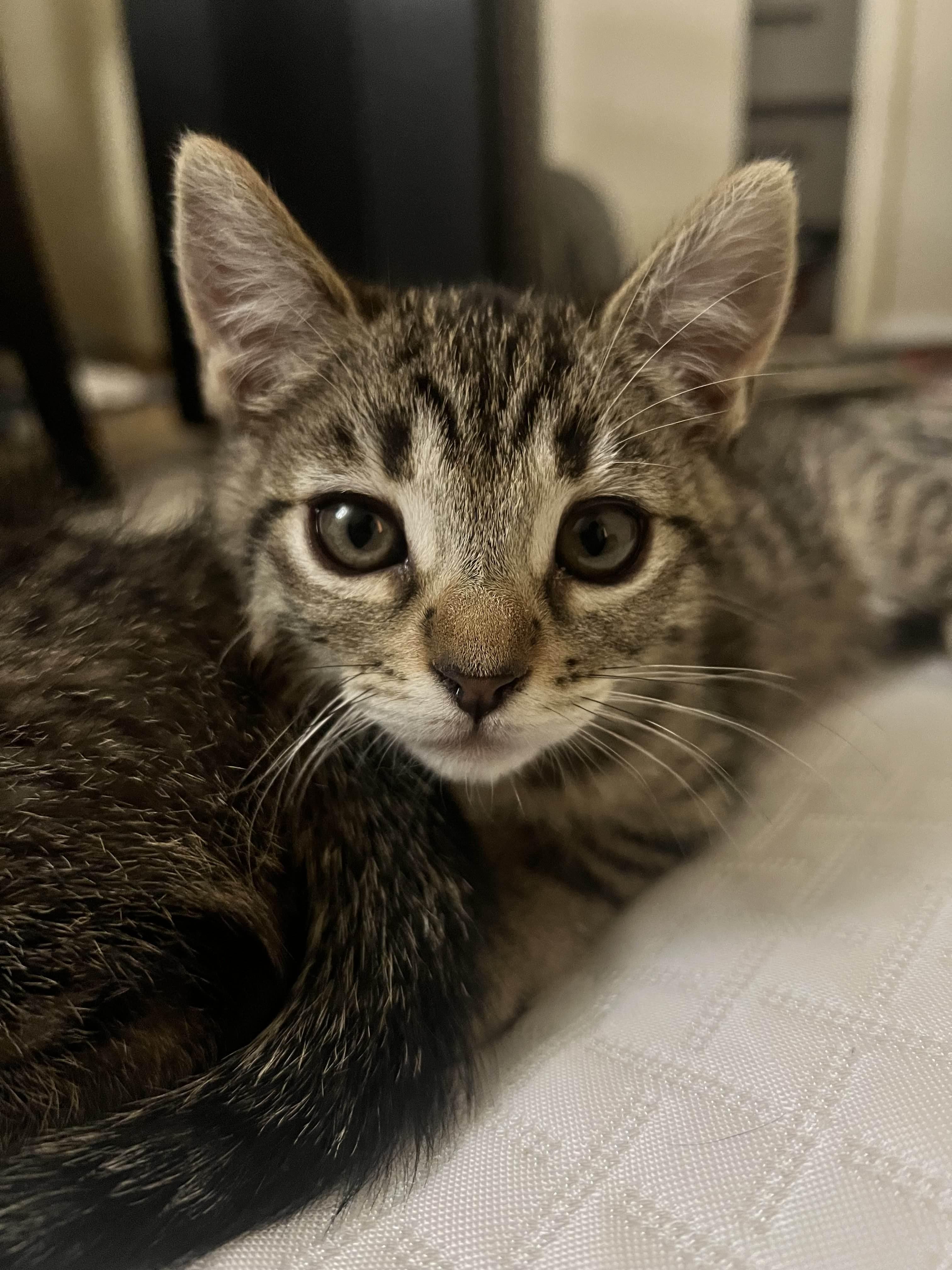 Enlarge Cypress, a Adoptable Domestic Short Hair in Davis, CA image 5/6