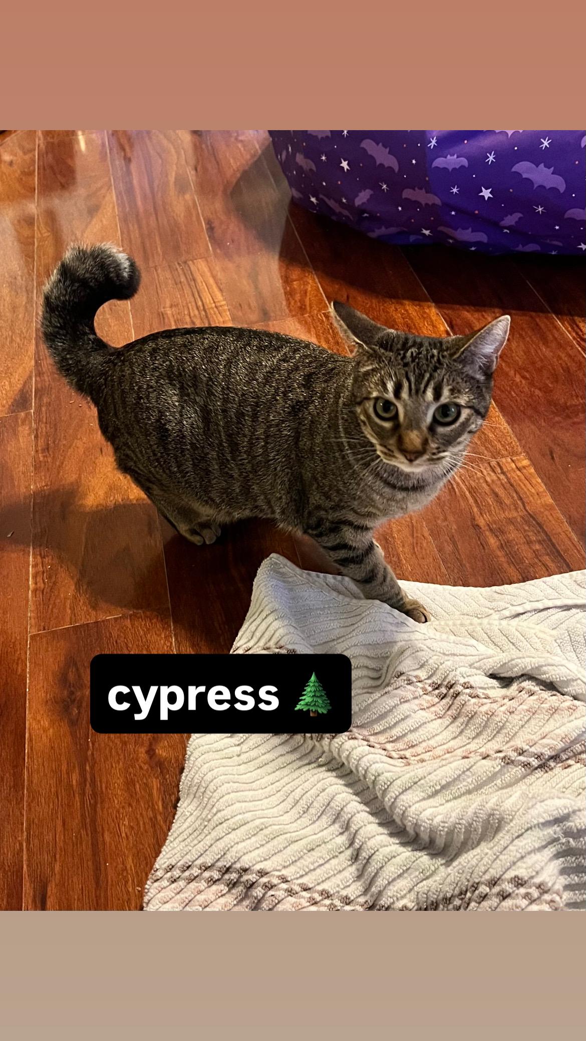 Enlarge Cypress, a Adoptable Domestic Short Hair in Davis, CA image 3/6