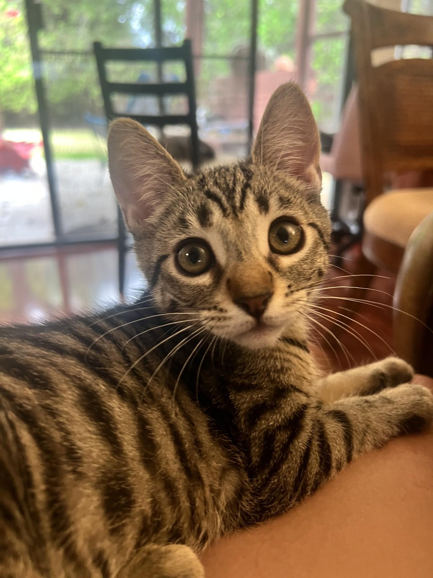 Enlarge Cypress, a Adoptable Domestic Short Hair in Davis, CA image 2/6