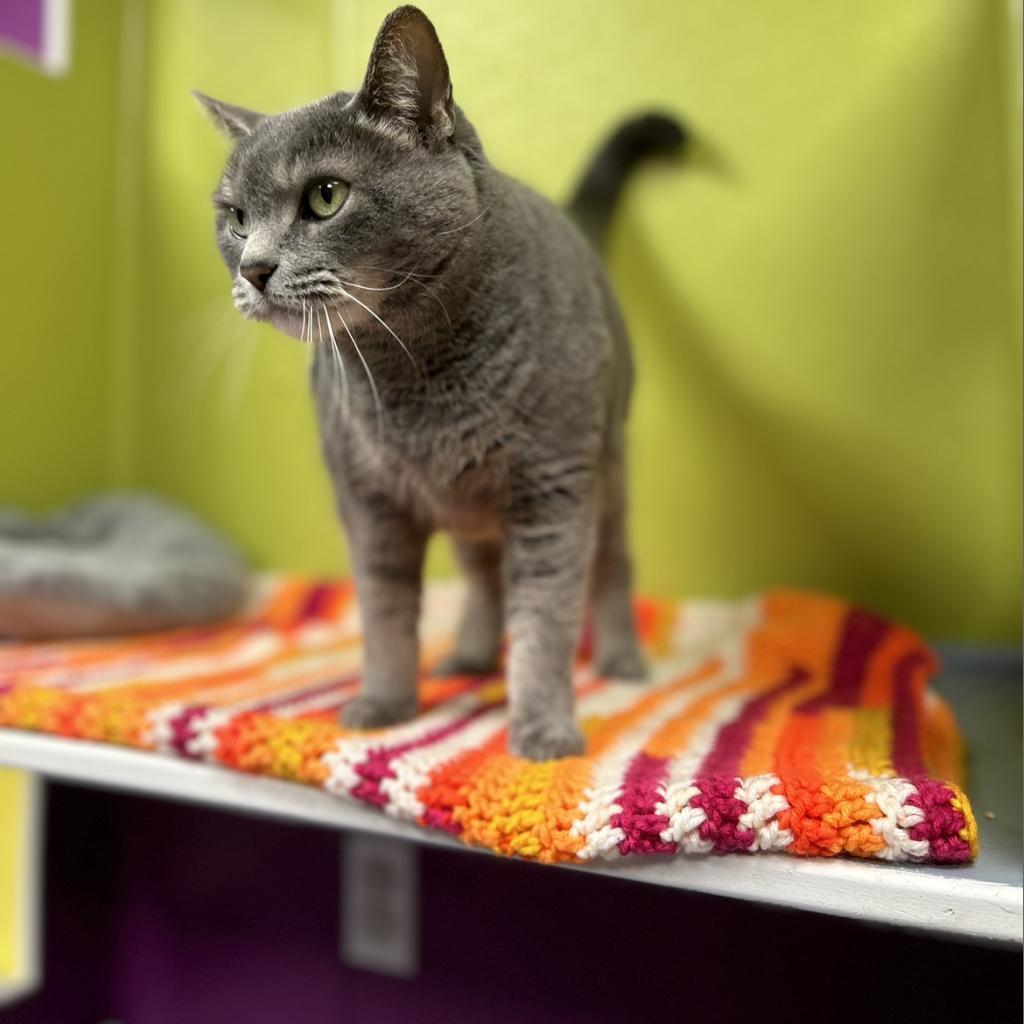 Enlarge Miss Piggy, a Adoptable Domestic Short Hair image 1/2