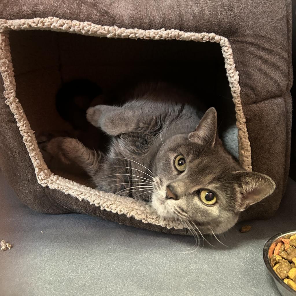 Enlarge Miss Piggy, a Adoptable Domestic Short Hair in Lindenwold, NJ image 2/2