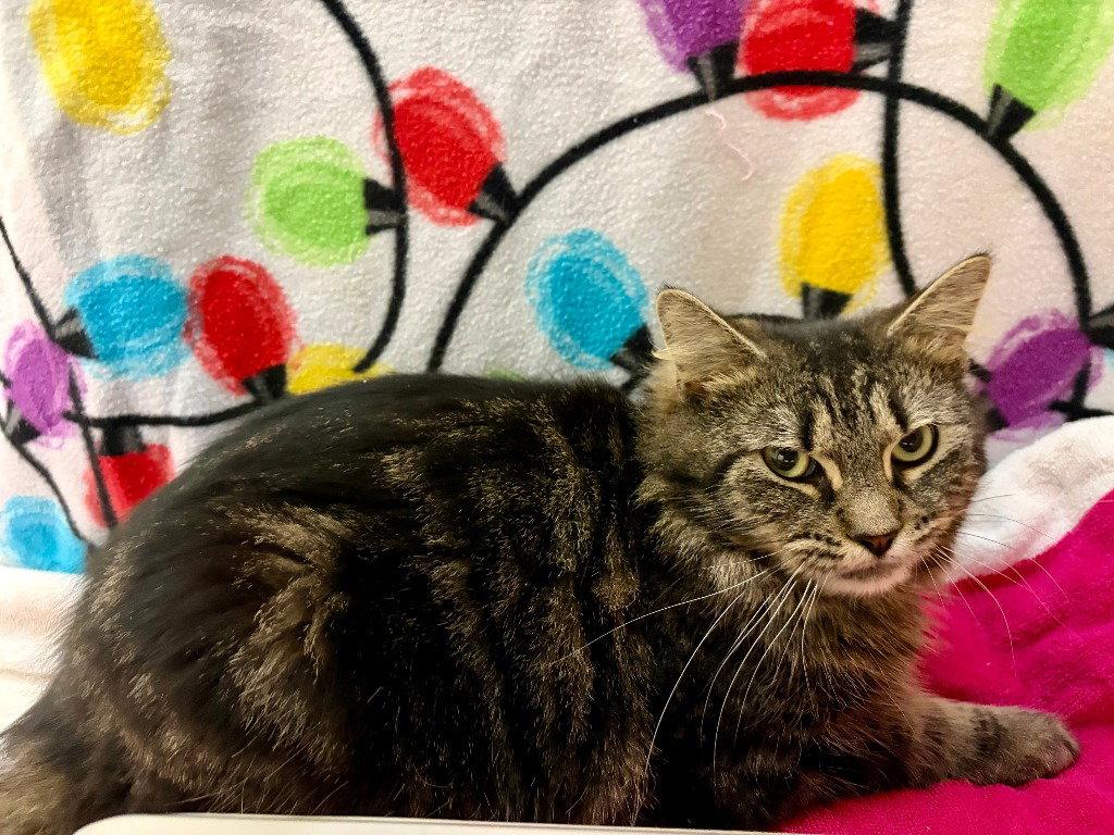 Wyatt, Adoptable, Young Male Domestic Short Hair.