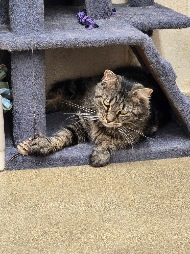Enlarge Wyatt, a Adoptable Domestic Short Hair in Sayreville, NJ image 1/3