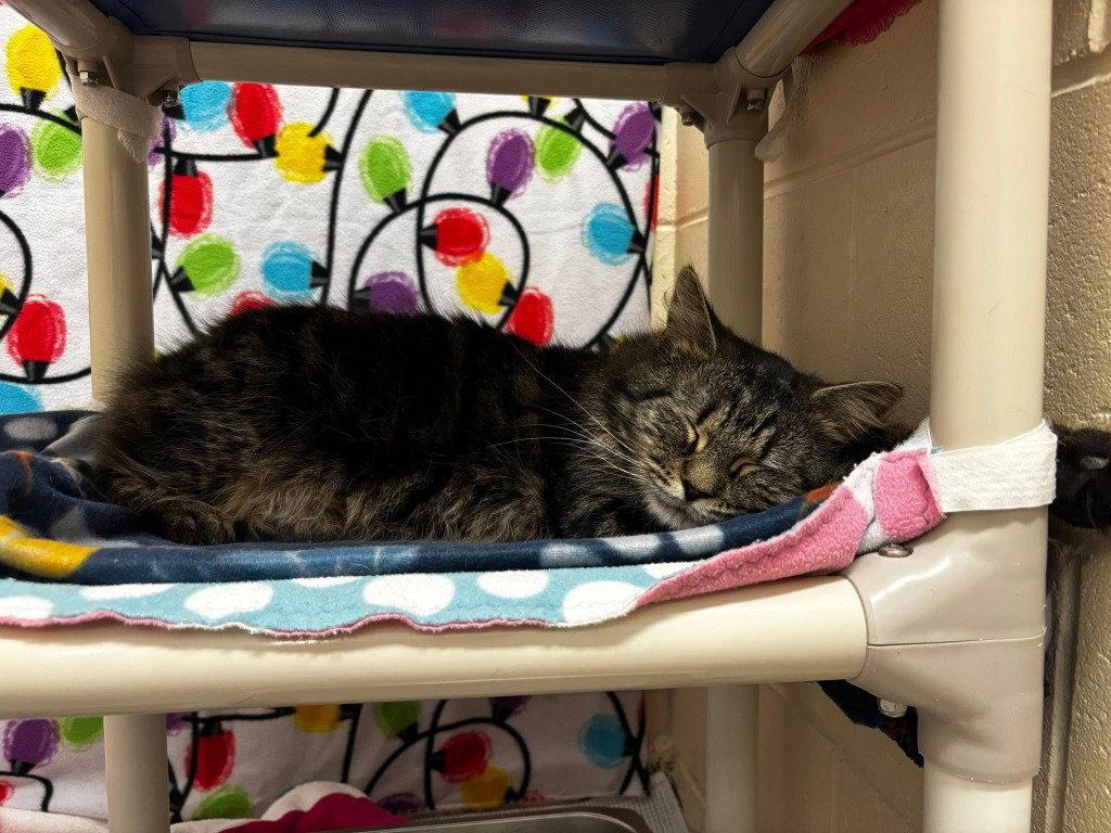 Enlarge Wyatt, a Adoptable Domestic Short Hair in Sayreville, NJ image 2/3