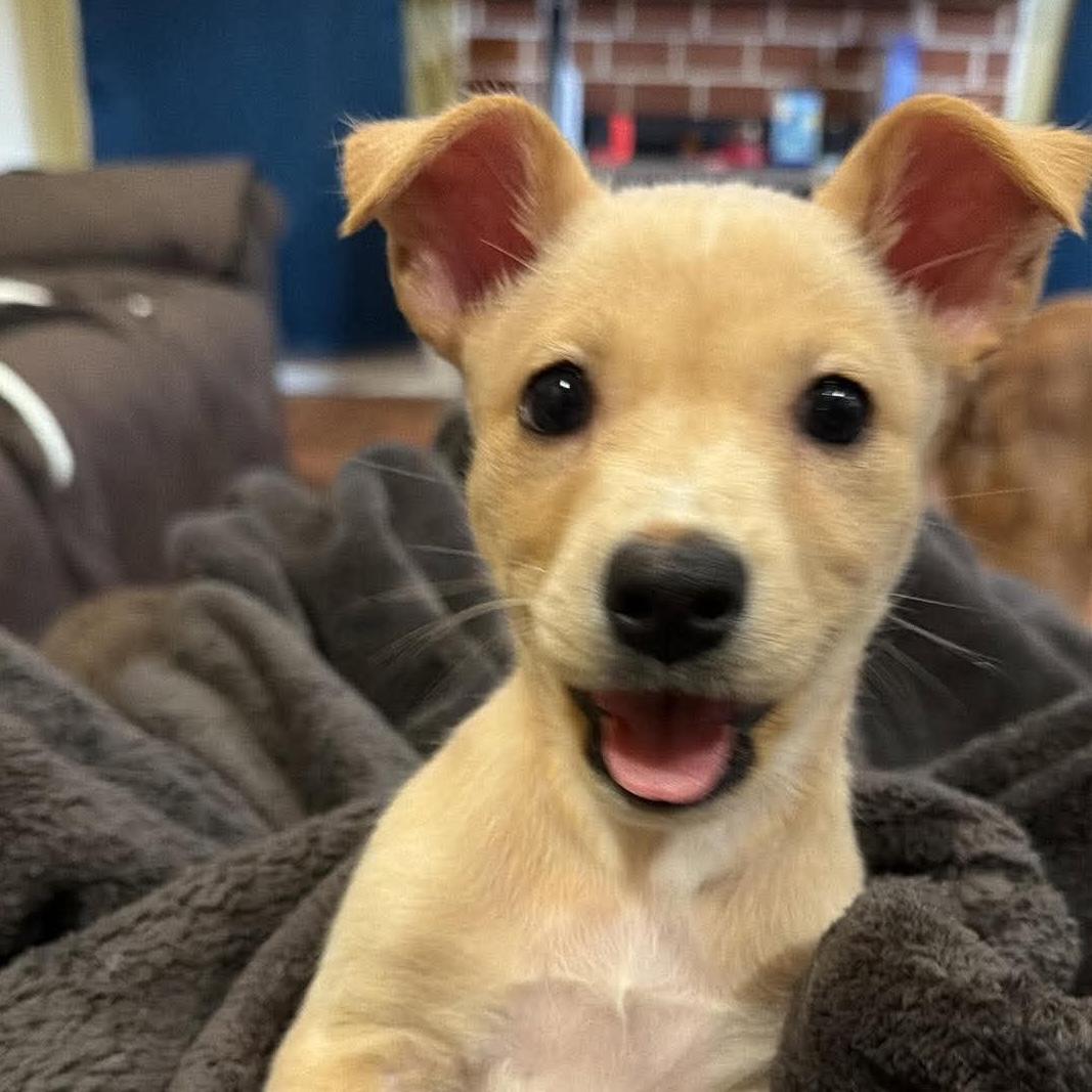 Nugget, ADOPTABLE, Puppy Female Australian Cattle Dog / Blue Heeler & Labrador Retriever.