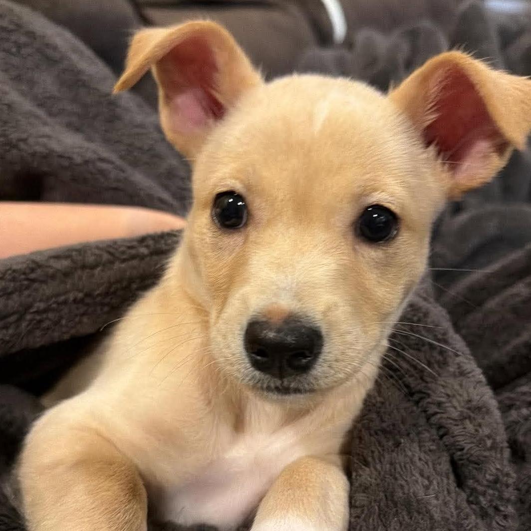 Enlarge Nugget, a ADOPTABLE mixed breed in Bryan, TX image 2/5