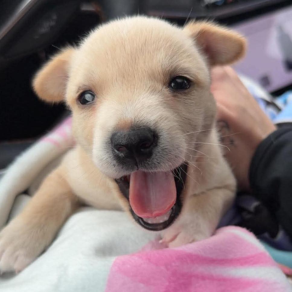 Nugget, ADOPTABLE, Puppy Female Pit Bull Terrier & Labrador Retriever.