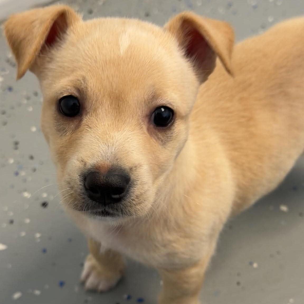 Enlarge Nugget, a ADOPTABLE mixed breed in Bryan, TX image 4/5