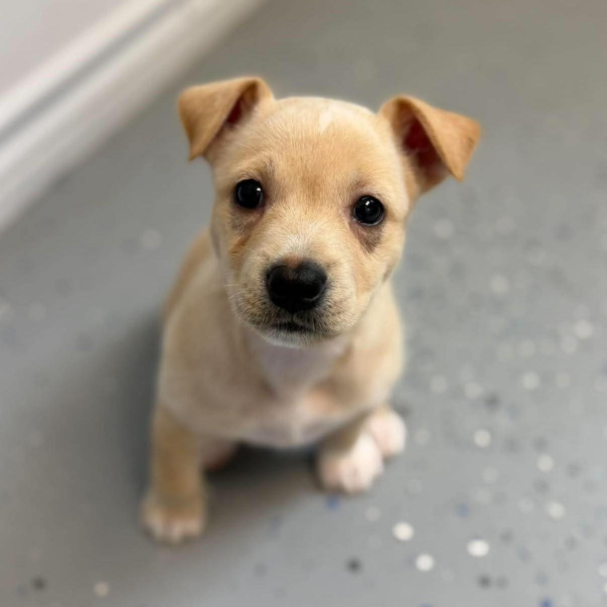 Enlarge Nugget, a ADOPTABLE mixed breed in Bryan, TX image 3/5