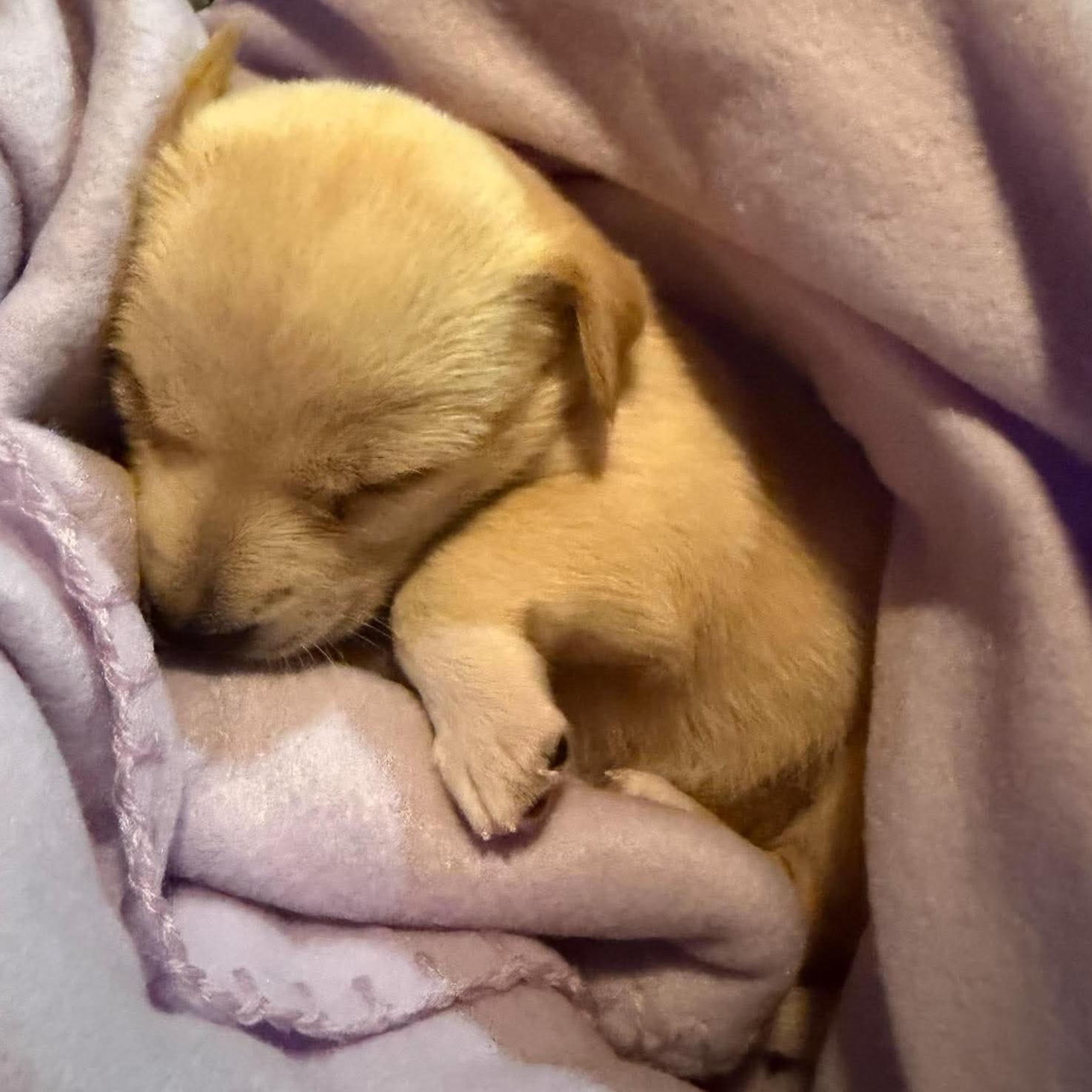 Nugget, a ADOPTABLE mixed breed in Bryan, TX image 3/3