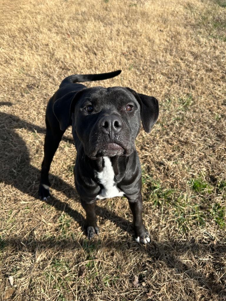 Enlarge Buck, a Adoptable mixed breed in Johnson City, TN image 1/4