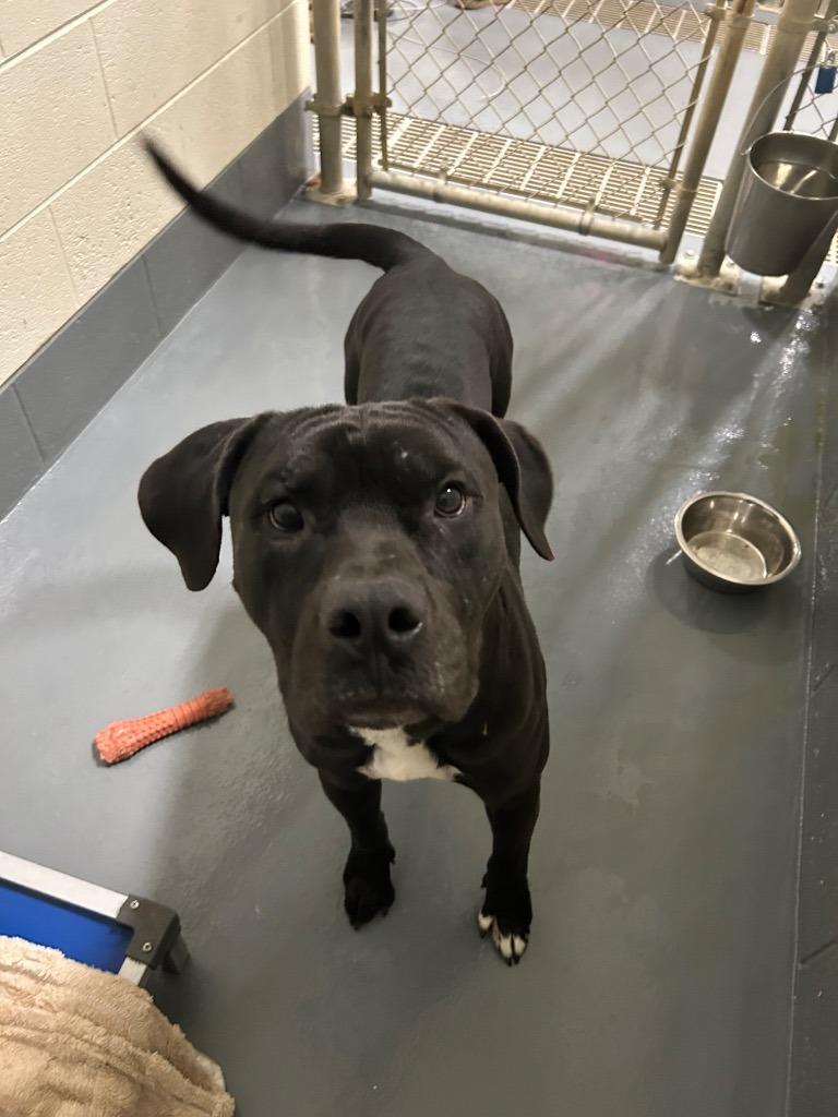 Enlarge Buck, a Adoptable mixed breed in Johnson City, TN image 2/4