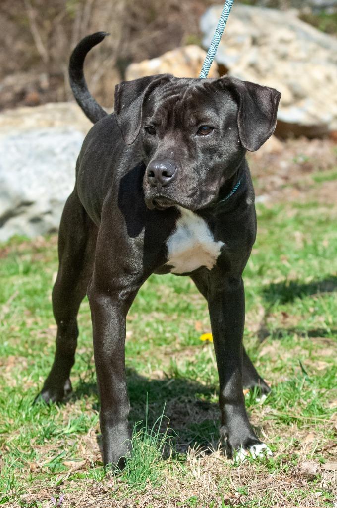 Enlarge Buck, a Adoptable mixed breed in Johnson City, TN image 3/4