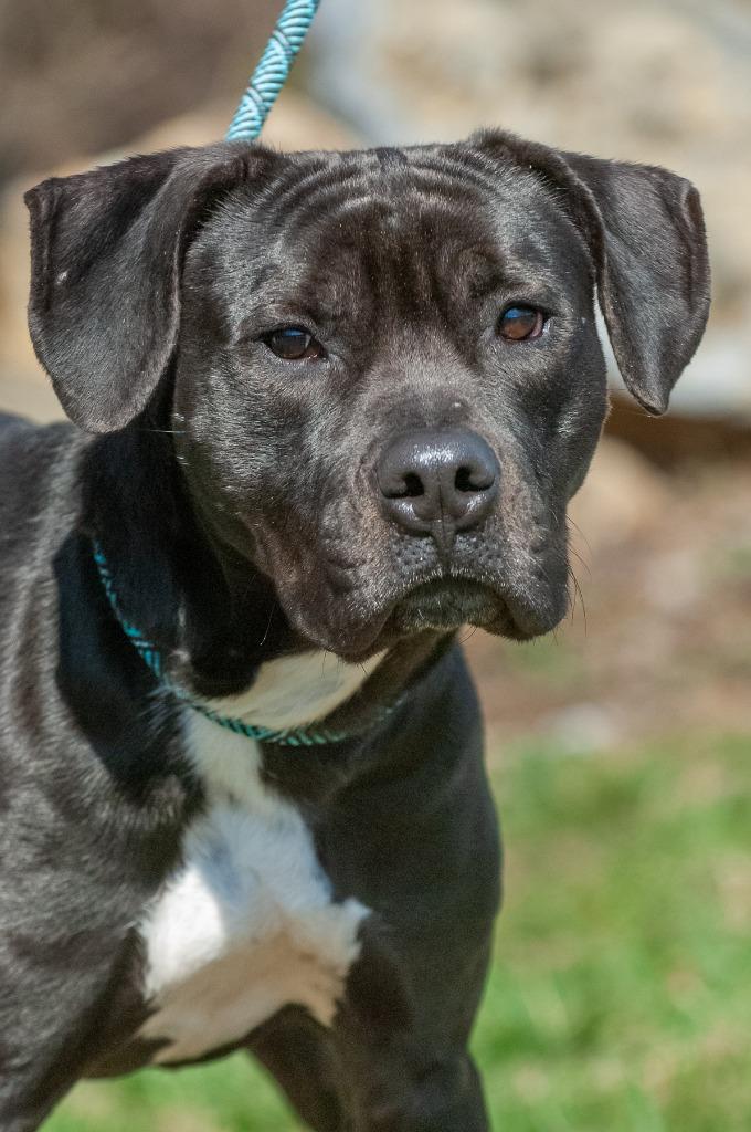 Enlarge Buck, a Adoptable mixed breed in Johnson City, TN image 4/4