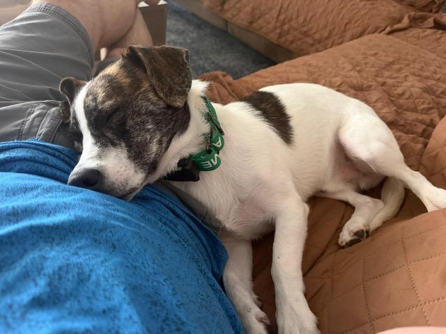 Enlarge Gryph, an adopted mixed breed in Manhasset, NY image 4/6