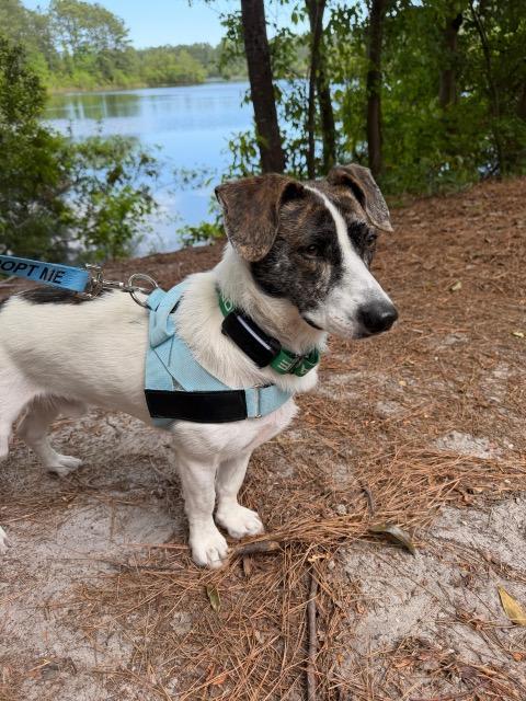 Gryph, Adoptable, Adult Male Jack Russell Terrier.