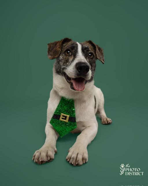 Enlarge Gryph, an adopted mixed breed in Manhasset, NY image 2/6