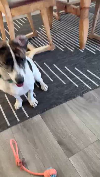 Enlarge Gryph, an adopted mixed breed in Manhasset, NY video 6/6