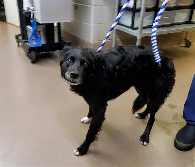 BILLY, Adoptable, Young Male Border Collie & Mixed Breed.