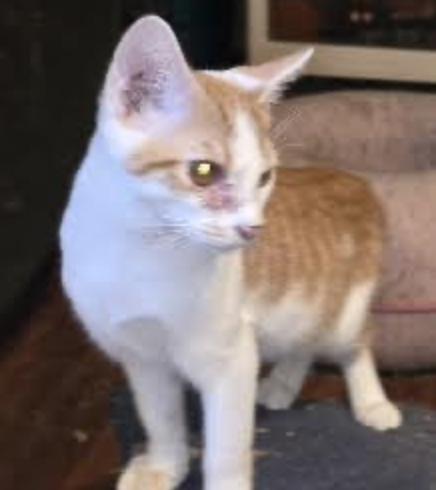 Enlarge Jillie, an adopted Domestic Short Hair in Cincinnati, OH image 3/3