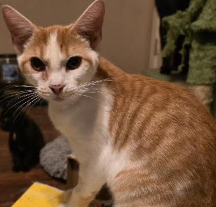 Enlarge Jillie, an adopted Domestic Short Hair in Cincinnati, OH image 1/3