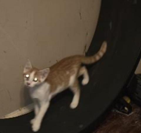 Jillie — thumbnail 3