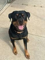 Buddy, Adoptable, Adult Male Rottweiler.