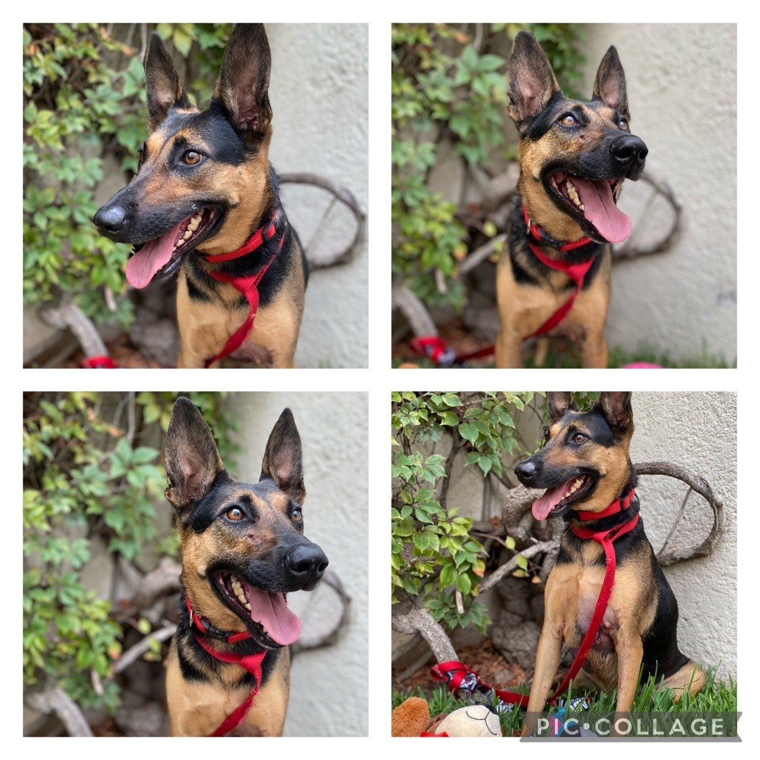 Enlarge Julieta, a Adoptable mixed breed in New Britain, CT image 1/6