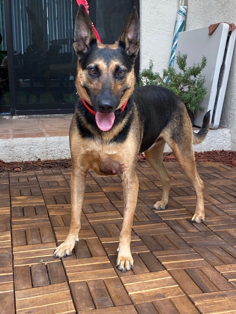 Julieta, Adoptable, Adult Female German Shepherd Dog & Mixed Breed.