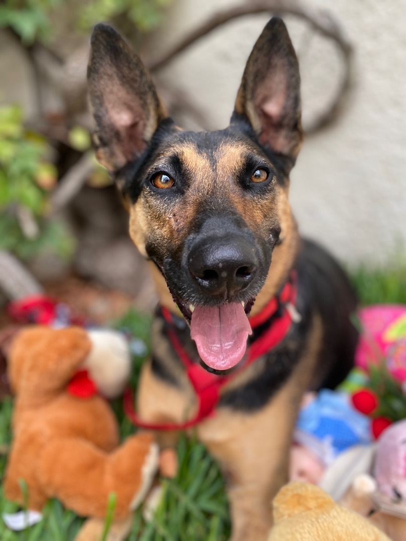 Enlarge Julieta, a Adoptable mixed breed in New Britain, CT image 3/6