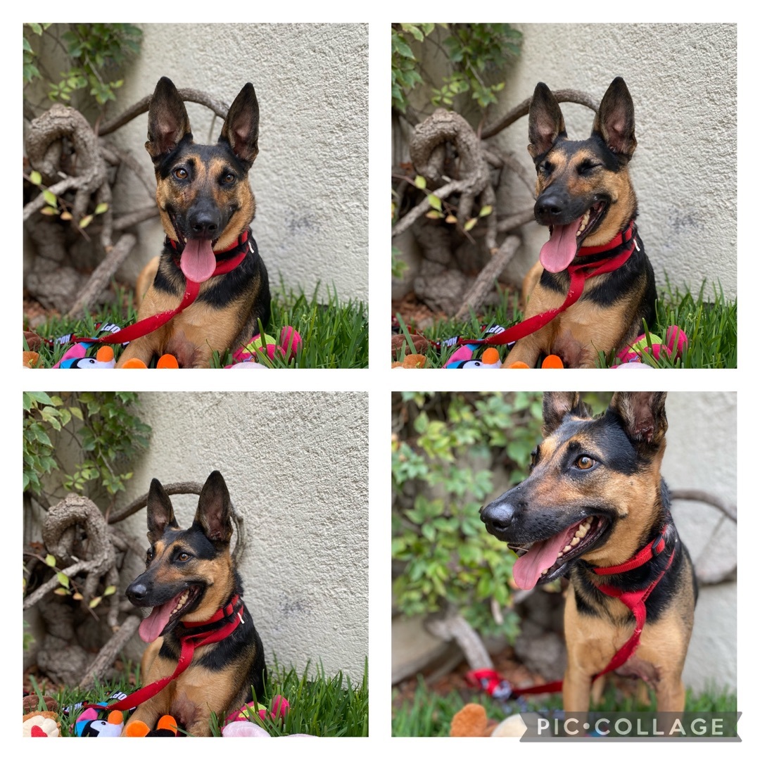 Enlarge Julieta, a Adoptable mixed breed in New Britain, CT image 4/6