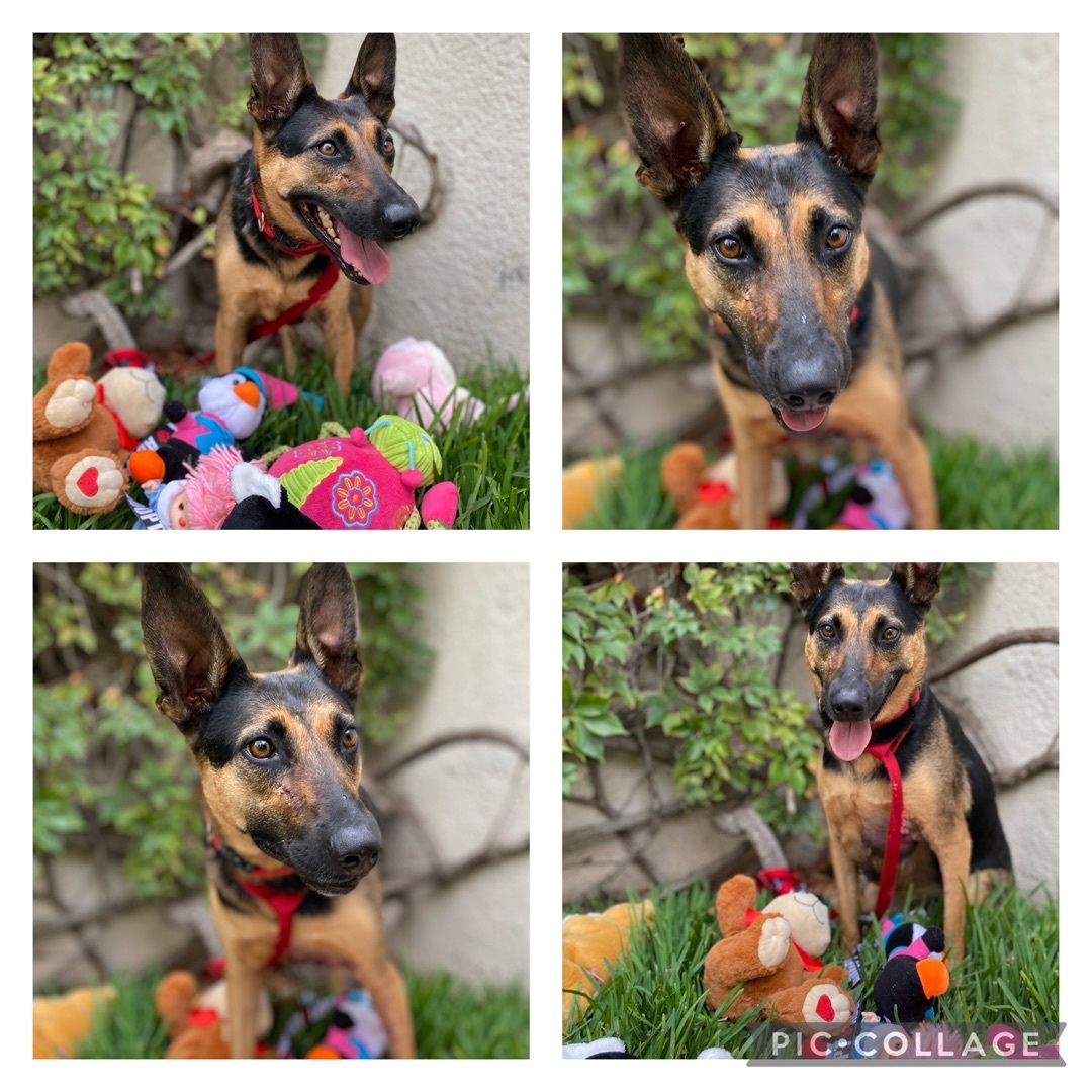 Enlarge Julieta, a Adoptable mixed breed in New Britain, CT image 5/6